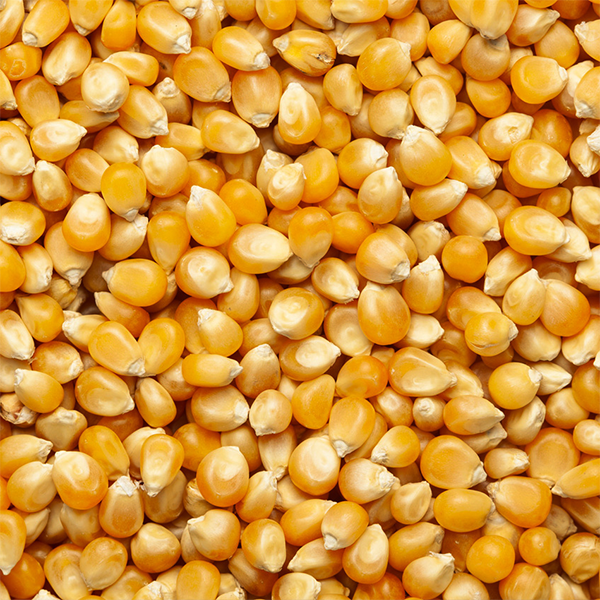 Maíz